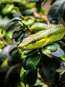 Preview wallpaper snake, reptile, squama, green