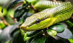 Preview wallpaper snake, reptile, squama, green