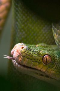 Preview wallpaper snake, reptile, tongue, blurring