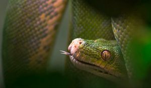 Preview wallpaper snake, reptile, tongue, blurring