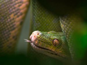 Preview wallpaper snake, reptile, tongue, blurring