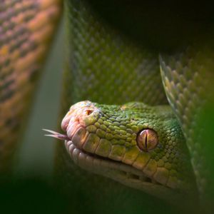 Preview wallpaper snake, reptile, tongue, blurring