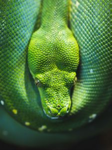 Preview wallpaper snake, reptile, wildlife