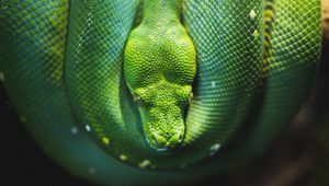 Preview wallpaper snake, reptile, wildlife