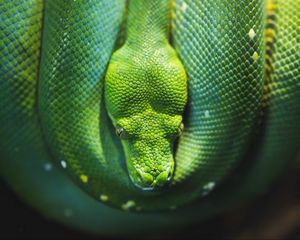 Preview wallpaper snake, reptile, wildlife