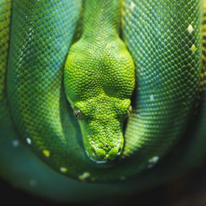 Preview wallpaper snake, reptile, wildlife
