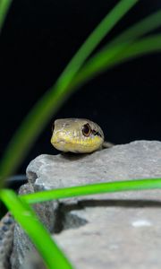 Preview wallpaper snake, reptile, wildlife, stone, grass