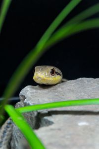 Preview wallpaper snake, reptile, wildlife, stone, grass