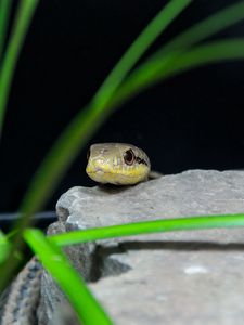 Preview wallpaper snake, reptile, wildlife, stone, grass