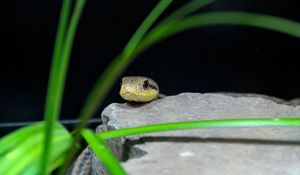 Preview wallpaper snake, reptile, wildlife, stone, grass