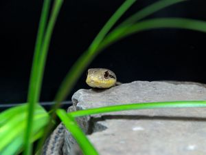 Preview wallpaper snake, reptile, wildlife, stone, grass