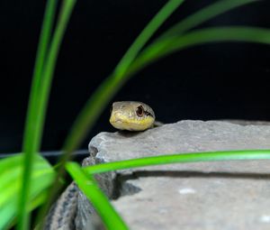 Preview wallpaper snake, reptile, wildlife, stone, grass