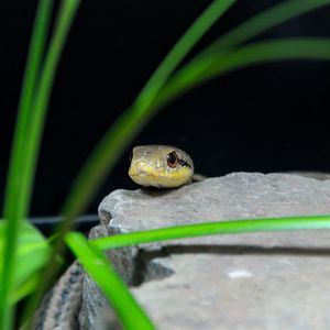 Preview wallpaper snake, reptile, wildlife, stone, grass