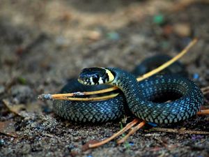 Preview wallpaper snake, rings, scales, macro