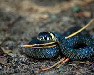 Preview wallpaper snake, rings, scales, macro