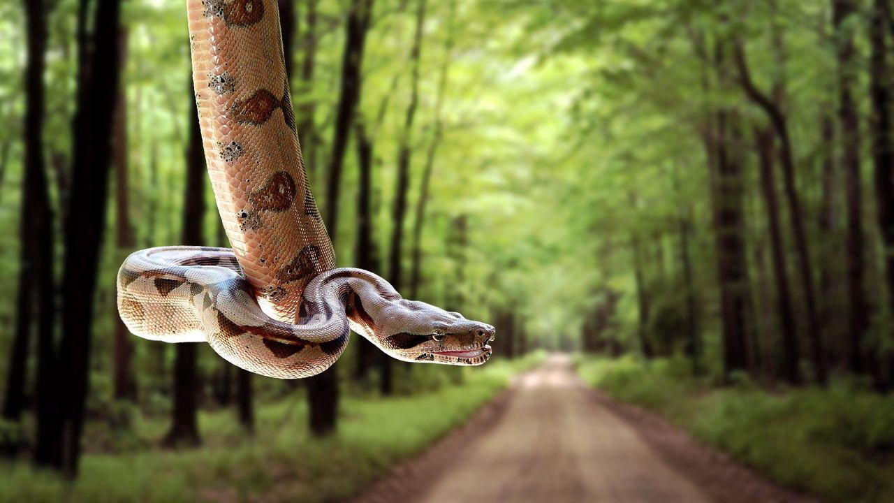 Wallpaper snake, road, grass, trees, blurred