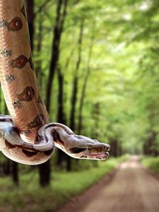 Preview wallpaper snake, road, grass, trees, blurred