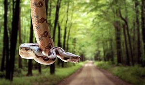 Preview wallpaper snake, road, grass, trees, blurred