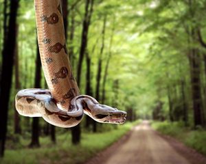 Preview wallpaper snake, road, grass, trees, blurred