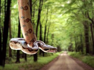 Preview wallpaper snake, road, grass, trees, blurred