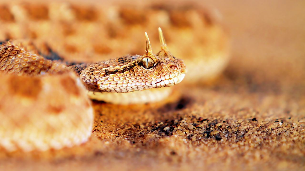 Wallpaper snake, sand, face, predatory