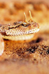 Preview wallpaper snake, sand, face, predatory