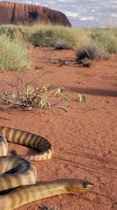 Preview wallpaper snake, sand, grass