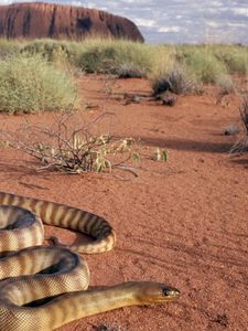 Preview wallpaper snake, sand, grass