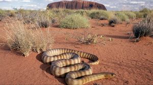 Preview wallpaper snake, sand, grass