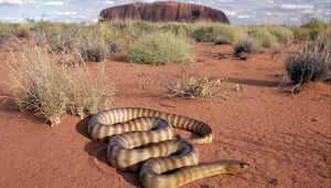 Preview wallpaper snake, sand, grass