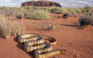 Preview wallpaper snake, sand, grass