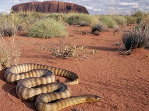 Preview wallpaper snake, sand, grass