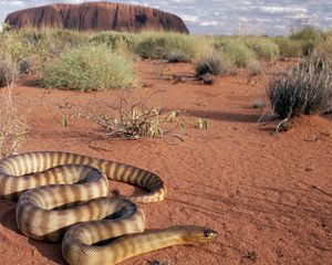 Preview wallpaper snake, sand, grass