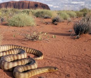 Preview wallpaper snake, sand, grass