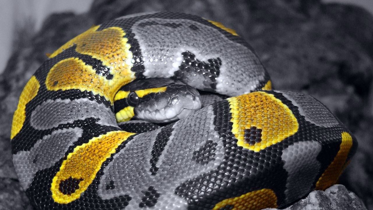 Wallpaper snake, scales, color