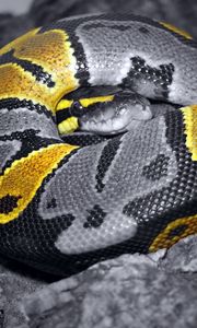 Preview wallpaper snake, scales, color