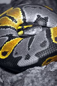 Preview wallpaper snake, scales, color