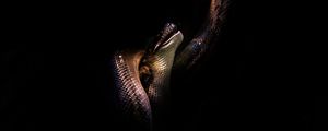 Preview wallpaper snake, scales, dark