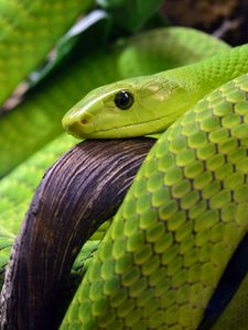 Preview wallpaper snake, scales, green, eye