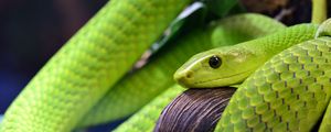 Preview wallpaper snake, scales, green, eye