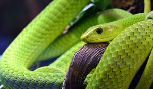 Preview wallpaper snake, scales, green, eye