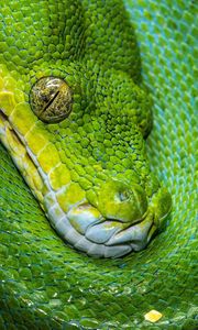 Preview wallpaper snake, scales, green, reptile