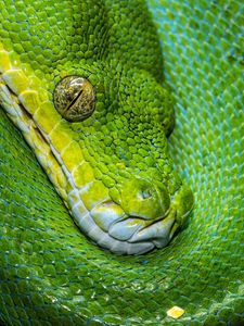 Preview wallpaper snake, scales, green, reptile