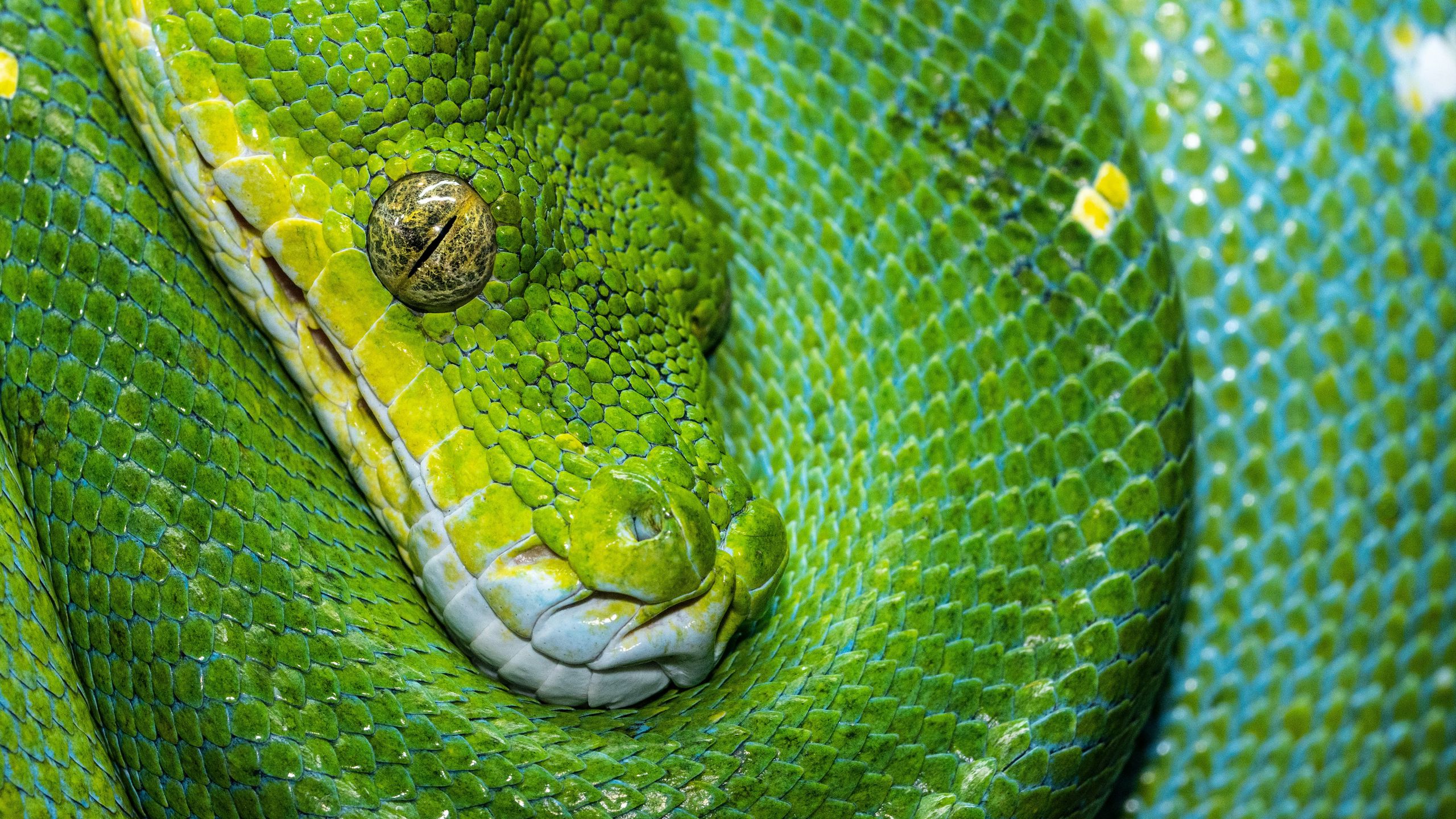 Download Wallpaper 2560x1440 Snake Scales Green Reptile Widescreen