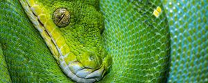 Preview wallpaper snake, scales, green, reptile