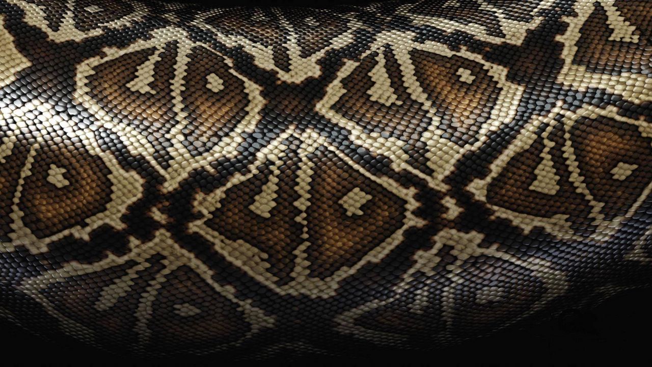 Wallpaper snake, scales, patterns, texture