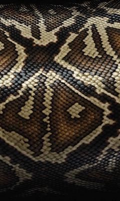 Download wallpaper 240x400 snake, scales, patterns, texture nokia asha ...