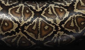 Preview wallpaper snake, scales, patterns, texture