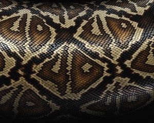 Preview wallpaper snake, scales, patterns, texture