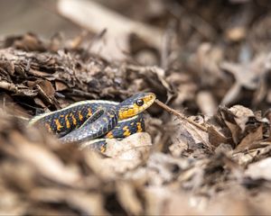 Preview wallpaper snake, scales, predator, grass